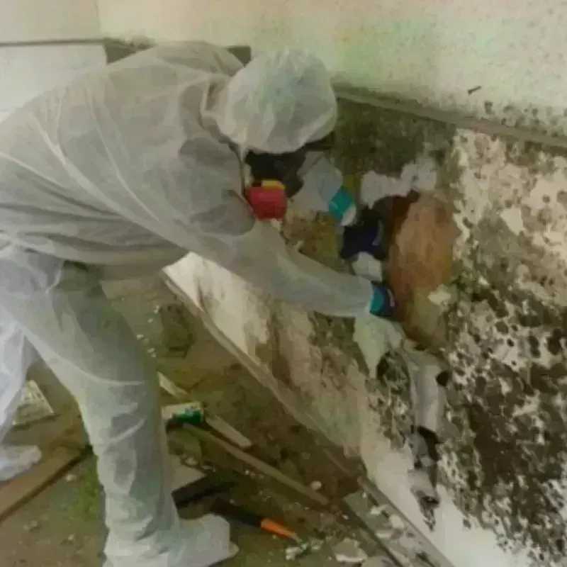 Mold Remediation and Removal in Johnston, SC